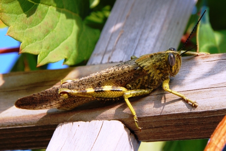 Adulto di Anacridium aegyptium in livrea gialla